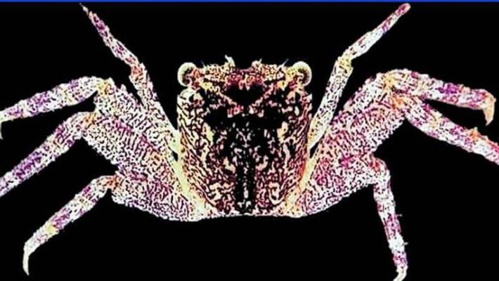 crustacean named leptarma biju founded in kerala crustacean named leptarma biju founded in kerala