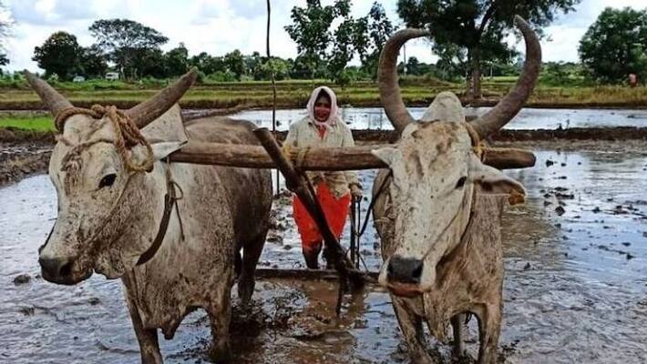 Taslima Mohammed sub-registrar from Telangana working for Gutti Koya tribe Taslima Mohammed sub-registrar from Telangana working for Gutti Koya tribe
