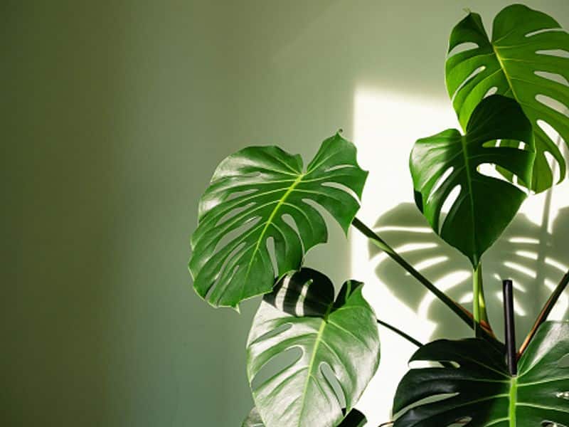 how smoking affect your indoor plants