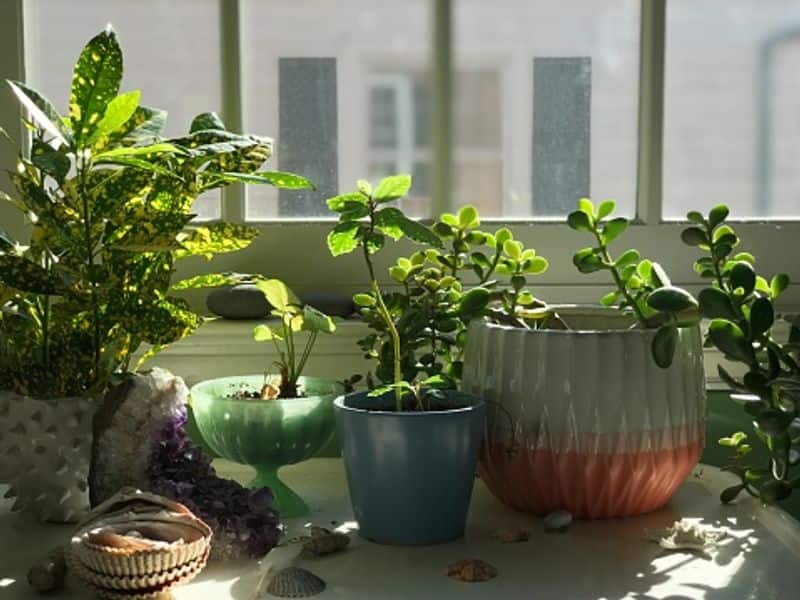 how smoking affect your indoor plants