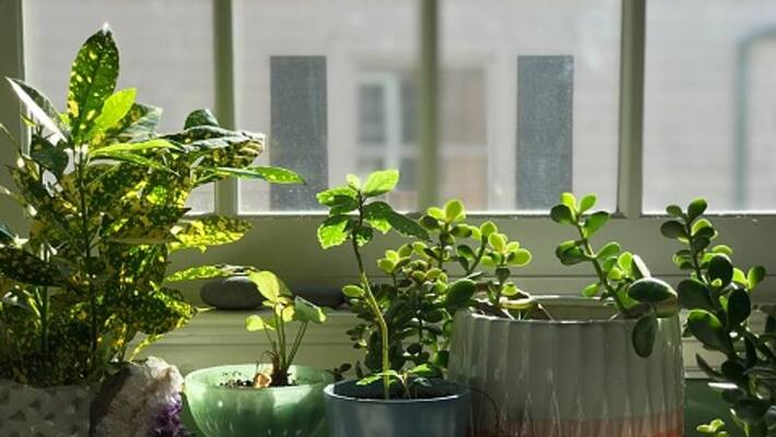 use these trees to decorate the house before Durga Puja at low cost BDD use these trees to decorate the house before Durga Puja at low cost BDD