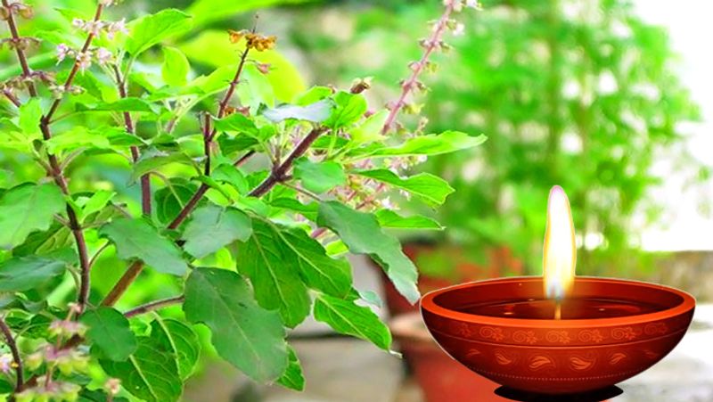 4. रोज तुलसी के सामने गाय के शुद्ध घी का दीपक लगाएं और तुलसी के पौधे को प्रणाम करें।
