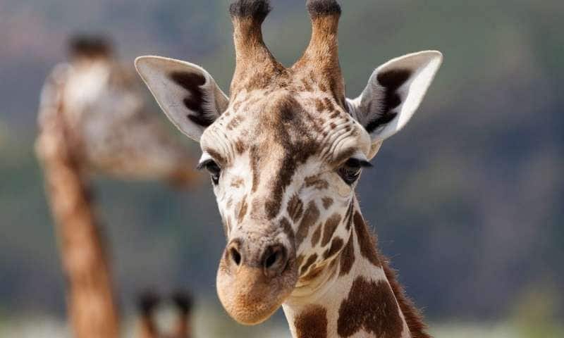 giraffe's more likely to get hit by lightning during rainstorms, says study