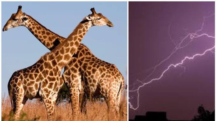 giraffe's more likely to get hit by lightning during rainstorms, says study giraffe's more likely to get hit by lightning during rainstorms, says study