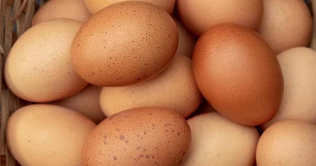 How to check out stale eggs? Follow these 4 easy steps