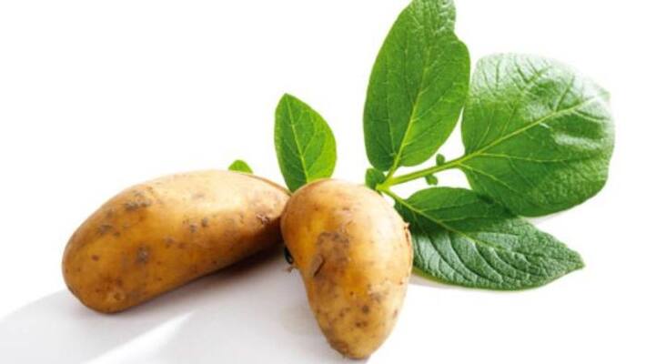 potato as indoor plant potato as indoor plant