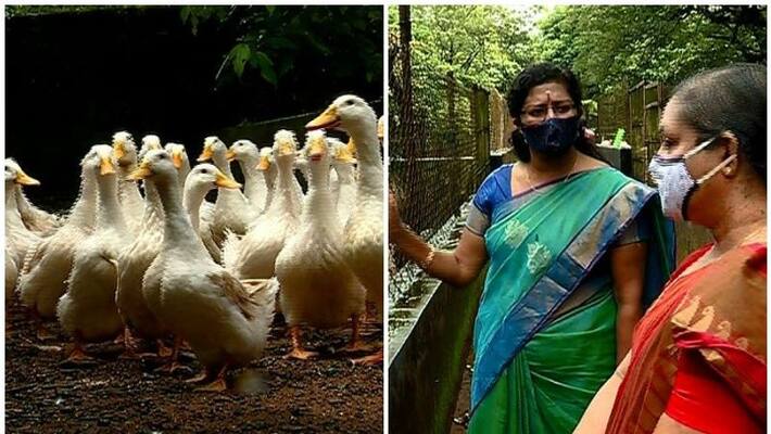 farmers relieved as malayali researcher finds vaccine for Riemerella bacteria infection in ducks farmers relieved as malayali researcher finds vaccine for Riemerella bacteria infection in ducks