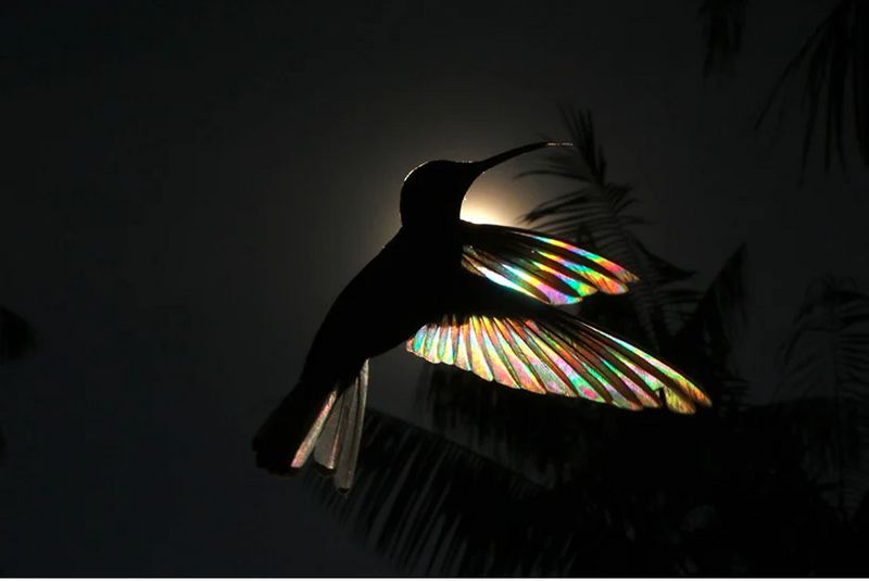 Christian Spencers Winged Prism photos about hummingbird photostory