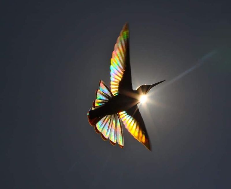 Christian Spencers Winged Prism photos about hummingbird photostory