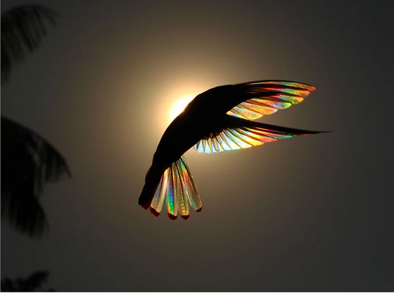 Christian Spencers Winged Prism photos about hummingbird photostory
