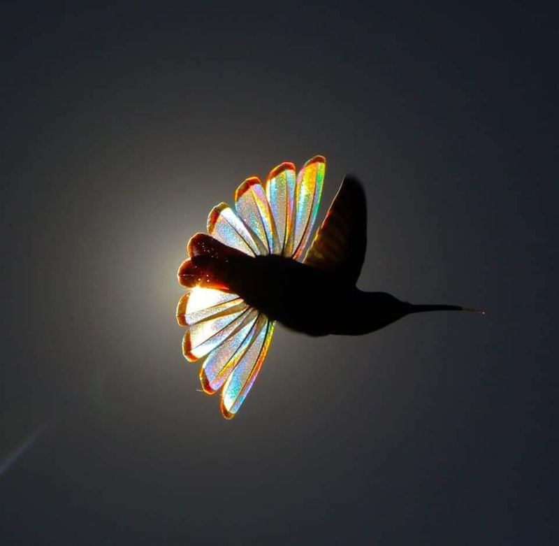 Christian Spencers Winged Prism photos about hummingbird photostory