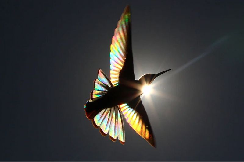 Christian Spencers Winged Prism photos about hummingbird photostory