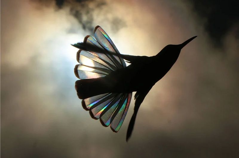 Christian Spencers Winged Prism photos about hummingbird photostory