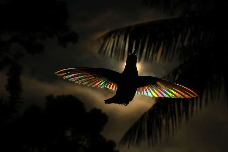 Christian Spencers Winged Prism photos about hummingbird photostory
