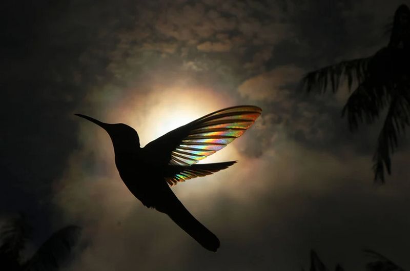 Christian Spencers Winged Prism photos about hummingbird photostory