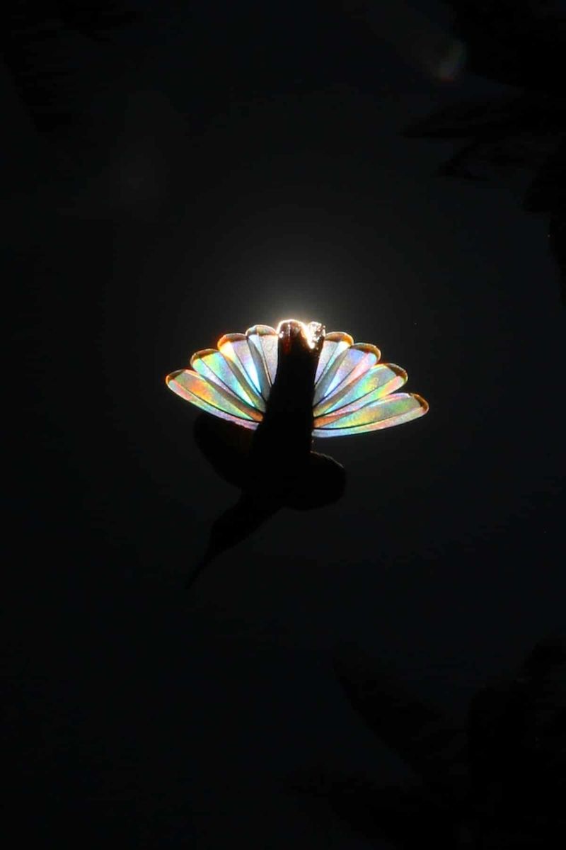 Christian Spencers Winged Prism photos about hummingbird photostory