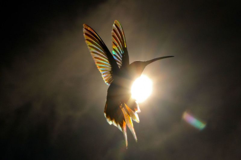 Christian Spencers Winged Prism photos about hummingbird photostory