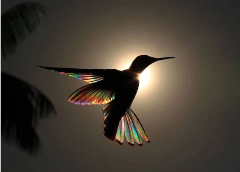 Christian Spencers Winged Prism photos about hummingbird photostory