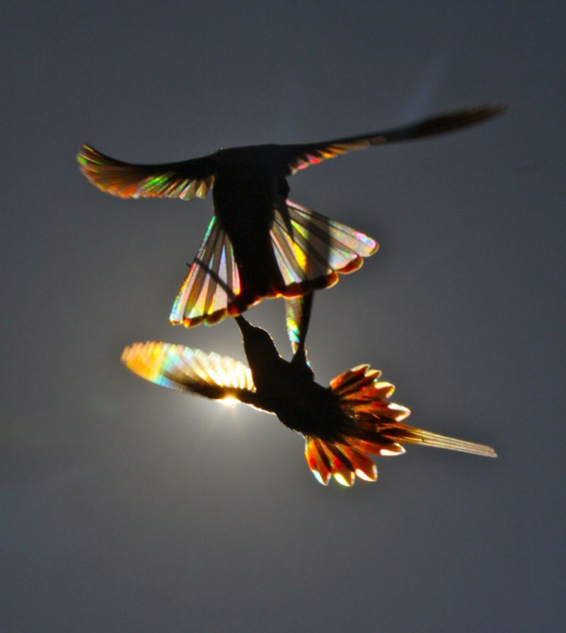 Christian Spencers Winged Prism photos about hummingbird photostory