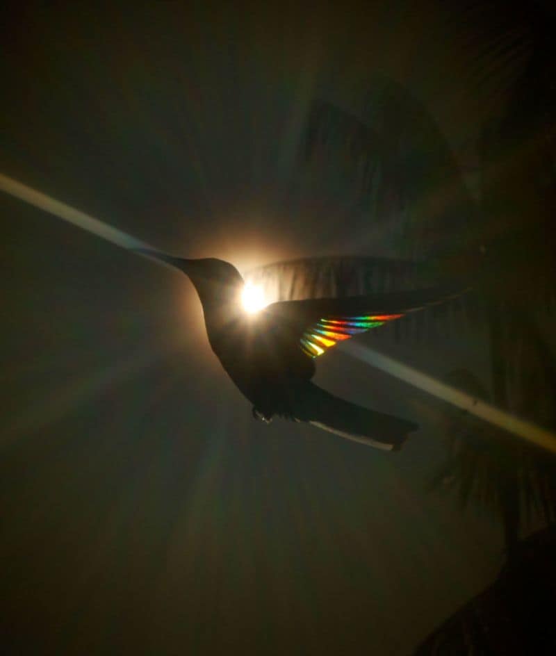 Christian Spencers Winged Prism photos about hummingbird photostory