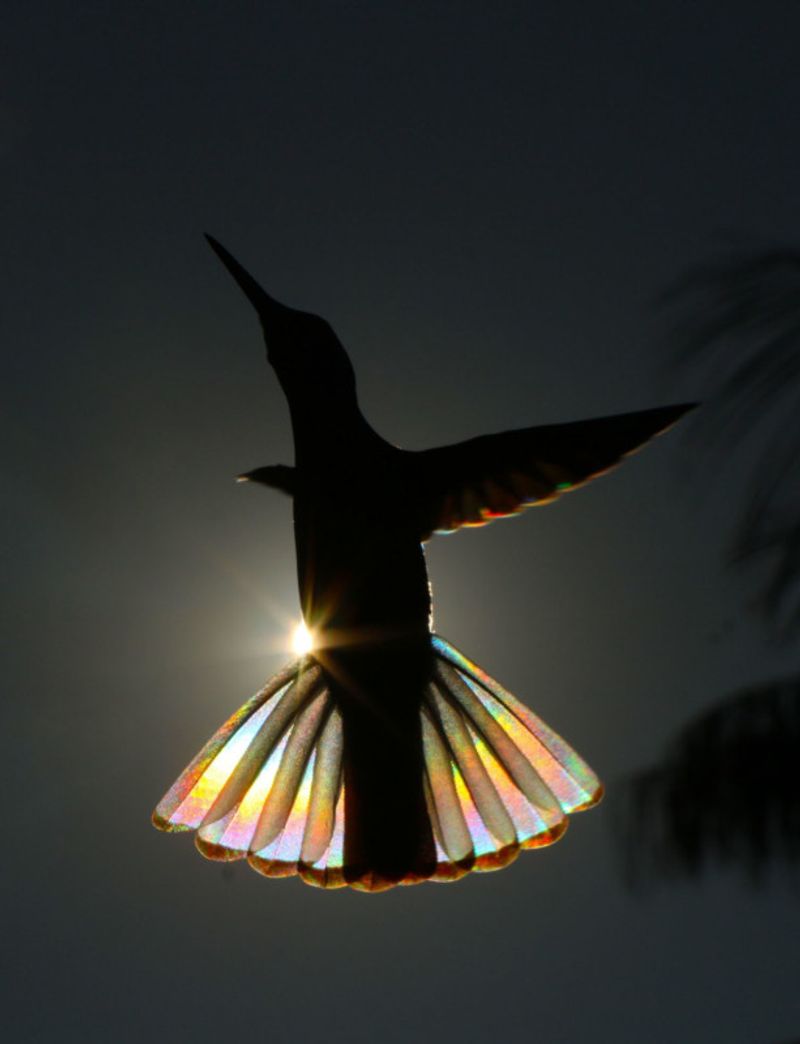 Christian Spencers Winged Prism photos about hummingbird photostory