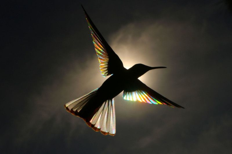 Christian Spencers Winged Prism photos about hummingbird photostory