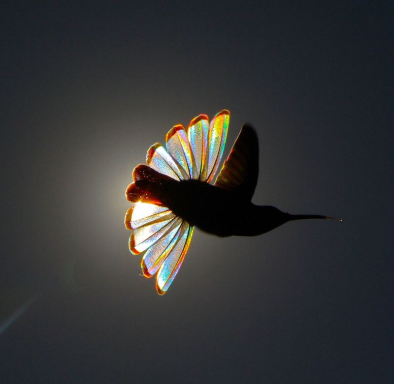 Christian Spencers Winged Prism photos about hummingbird photostory
