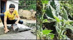 Herbal tea made scorpion grass in Corona crisis, now Dan Singh is earning millions by leaving Delhi Metro job