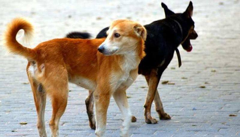 Meet Yashodhara India's most-reputed dog breeder, on 'ethical breeding;, nurturing animals-SYT
