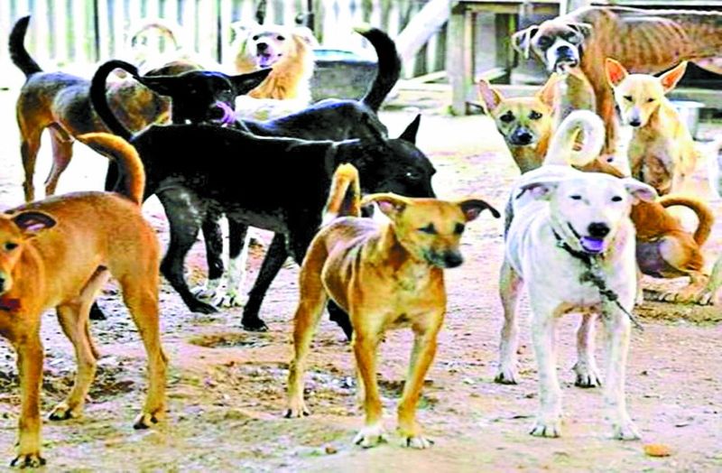 मंदिर से कुत्तों का जुड़ाव को देखते हुए इसी परिसर में श्री काल भैरवनाथ मंदिर का निर्माण कराया गया है। इस मंदिर के सामने पंचमुंड आसन है। ऐसा माना जाता है कि यहां की पूजा करने से काल-विपदा टल जाती है।(प्रतीकात्मक फोटो)