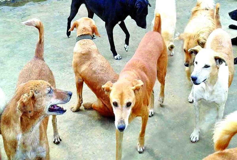 पुराने लोग बताते हैं कि बहुत पहले मड़ई में मां काली की पूजा होती थी। उस समय भी कुत्ते यहां जमघट लगाए रहते थे। बाद में पुजारी हरेराम बाबा के समय मंदिर की स्थापना हुई और सुबह-शाम विधिवत आरती होने लगी। (प्रतीकात्मक फोटो)
