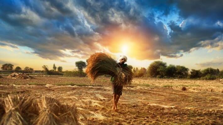 Govt announces MSP of rabi crops highest increase of Rs 400 per quintal in prices of mustard and masur pod Govt announces MSP of rabi crops highest increase of Rs 400 per quintal in prices of mustard and masur pod