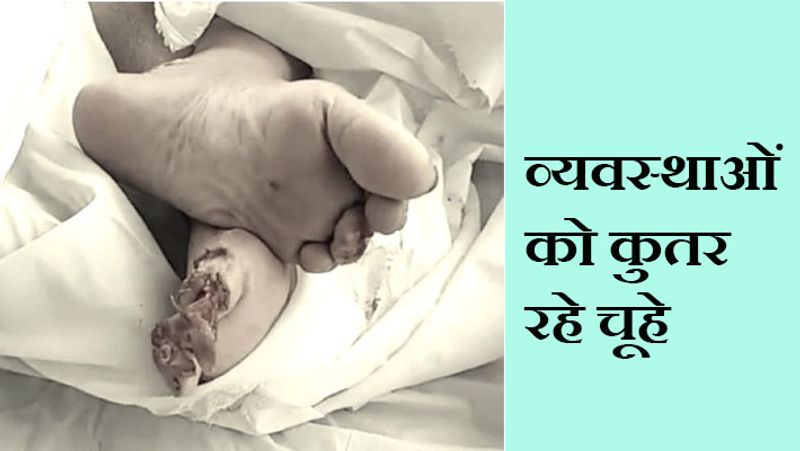 यह शर्मनाक तस्वीर इंदौर के यूनिक अस्पताल की है। यहां अस्पताल के स्टाफ की लापरवाही से 87 वर्षीय नवीनचंद्र जैन की लाश को चूहे कुतर गए। कोरोना से इनकी मौत हुई थी। अस्पताल में मर्च्यूरी नहीं है। लिहाजा, लाश को बेसमेंट में रख दिया गया। रात को चूहे लाश की आंख और पैरों की उंगुलियां कुतर गए। मामला रविवार रात का है। सोमवार सुबह जब परिजन लाश लेने पहुंचे और कफन उठाया, तो हंगामा खड़ा हो गया। इस घटना का वीडियो वायरल होने के बाद प्रशासन ने मजिस्ट्रियल जांच के आदेश दिए हैं।
आगे पढ़ें...9 दिन पहले मर चुका था पिता, बेटे को लगा कि अस्पताल में उसका डॉक्टर अच्छे से ख्याल रख रहे हैं