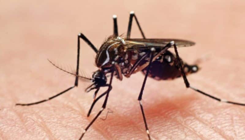 Dengue fever threaten with Corona... 7-year-old boy dies by dengue fever in Madurai