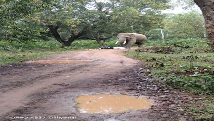 West Bengal: Vegetable vendor meets elephant on jungle road, escapes by letting it feed on veggies-dbr West Bengal: Vegetable vendor meets elephant on jungle road, escapes by letting it feed on veggies-dbr
