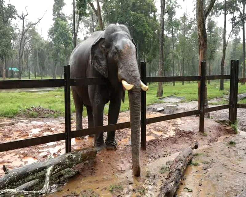 Mysuru Dasara elephants to undergo COVID-19 test; Government approves final list -ymn