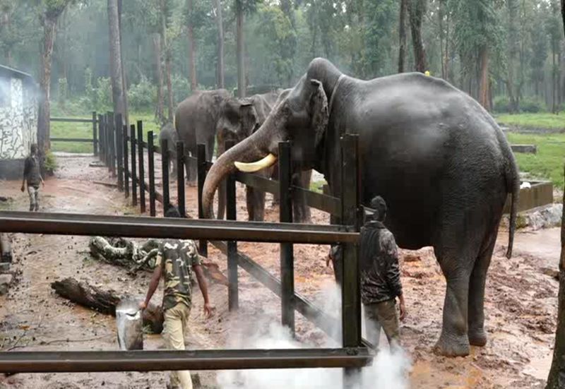 Mysuru Dasara elephants to undergo COVID-19 test; Government approves final list -ymn