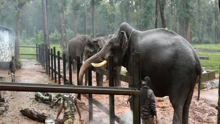 Dasara elephants begin practice for Jamboo Savari; Elephants and mahouts under quarantine before celebrations -ymn Dasara elephants begin practice for Jamboo Savari; Elephants and mahouts under quarantine before celebrations -ymn