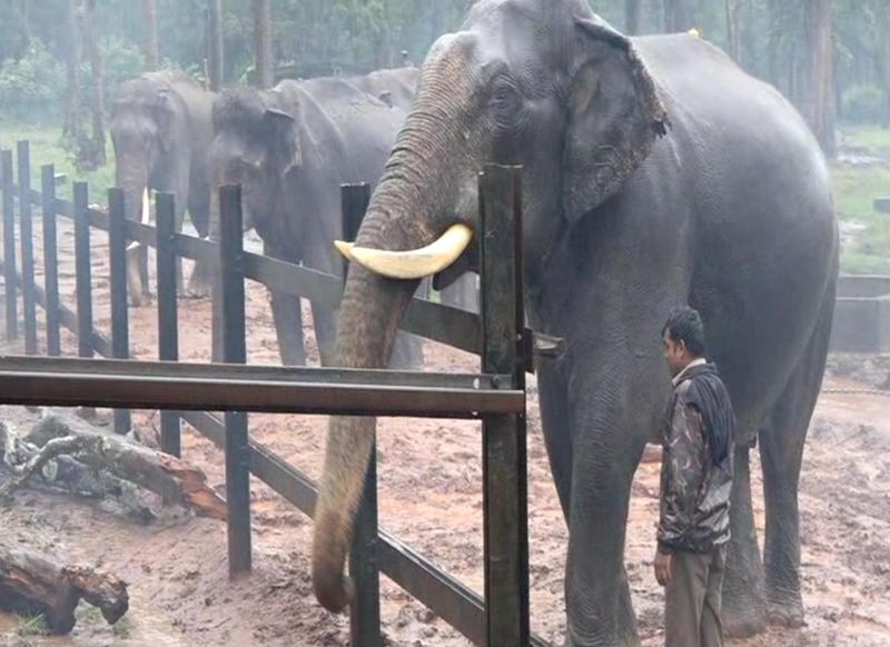 Mysuru Dasara elephants to undergo COVID-19 test; Government approves final list -ymn