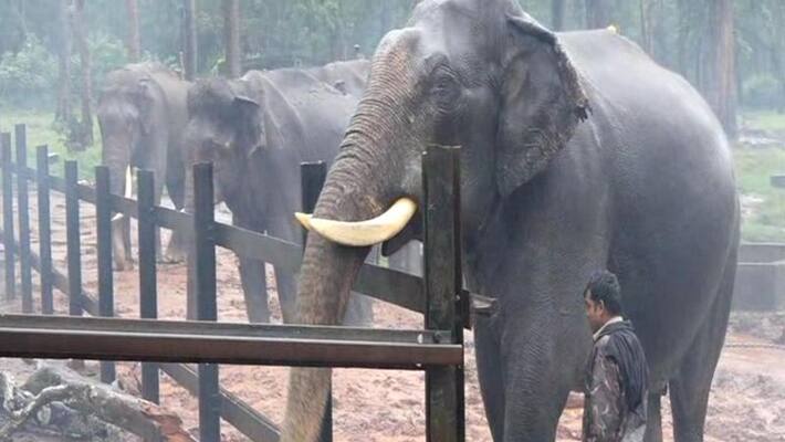 Elephants training for Dasara In mysuru snr Elephants training for Dasara In mysuru snr