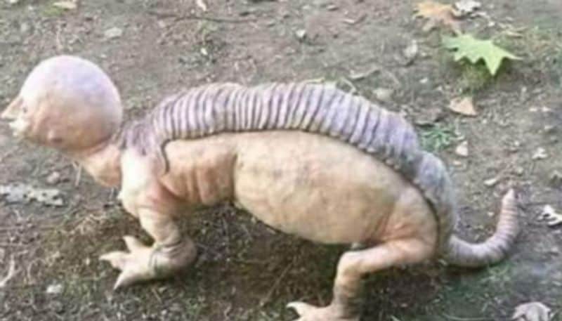 A few days ago, a couple from the local village of Jagor were returning from the jungle with their cows. On the way back, the couple was attacked by a hyena. However, the couple somehow survived the hyena’s attack and returned home.
