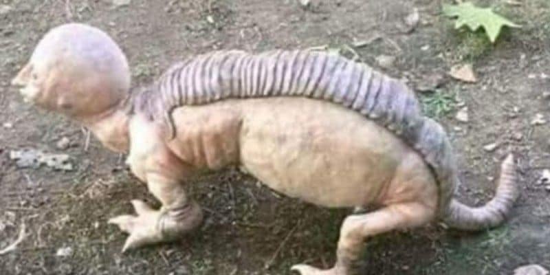 Purulia's DFO Ramprasad Badana said that the imaginary animal was painted by a European artist. The painting has been uploaded on social media. Earlier, pictures of such animals went viral in Orissa and Telangana.
