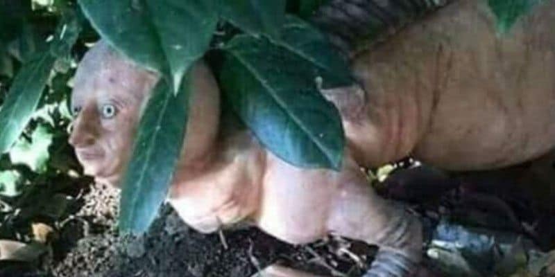 As soon as this incident took place, someone posted in social media that a 'humanoid animal' was found in the Jaargo village of Purulia. It didn't take long for the image to go viral on social media. Everyone was curious to know more about this animal.
