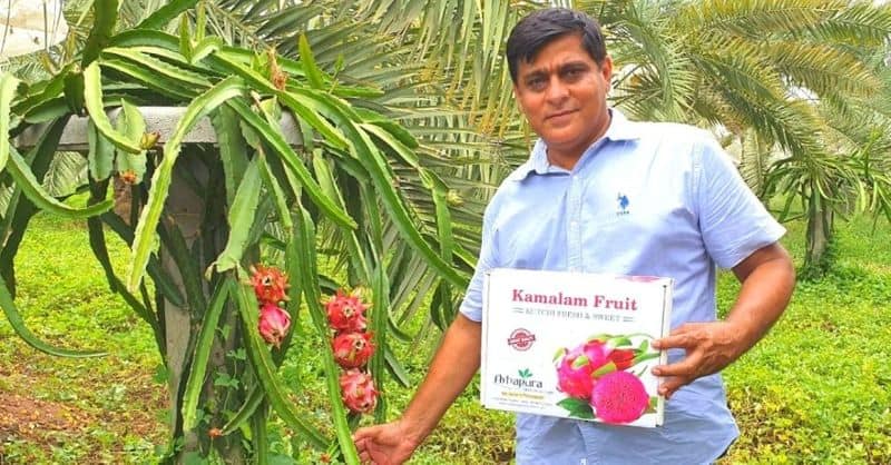 Luck is shining with dragon fruit, farming in the desert of Kutch