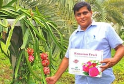 Luck is shining with dragon fruit, farming in the desert of Kutch