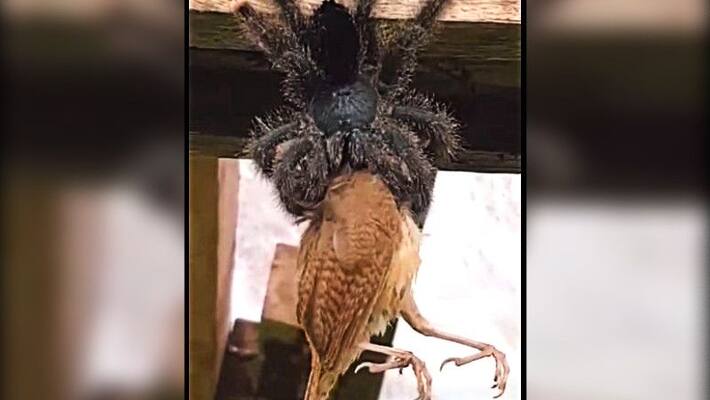 Massive Tarantula eats an entire bird, video goes viral ALB Massive Tarantula eats an entire bird, video goes viral ALB