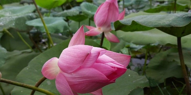 Lotus cultivators are trouble ahead of Durgapuja due Coronvirus BTG