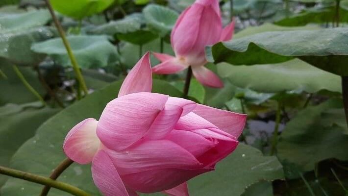 lotus flower price high at laxmi puja BJC lotus flower price high at laxmi puja BJC