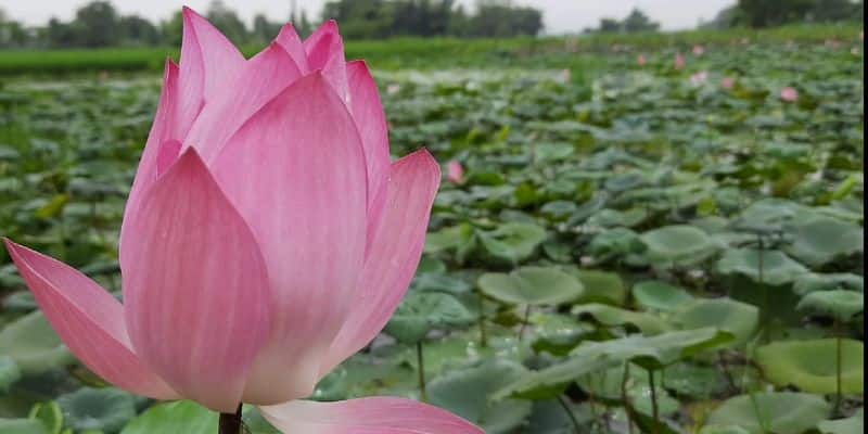 Lotus cultivators are trouble ahead of Durgapuja due Coronvirus BTG