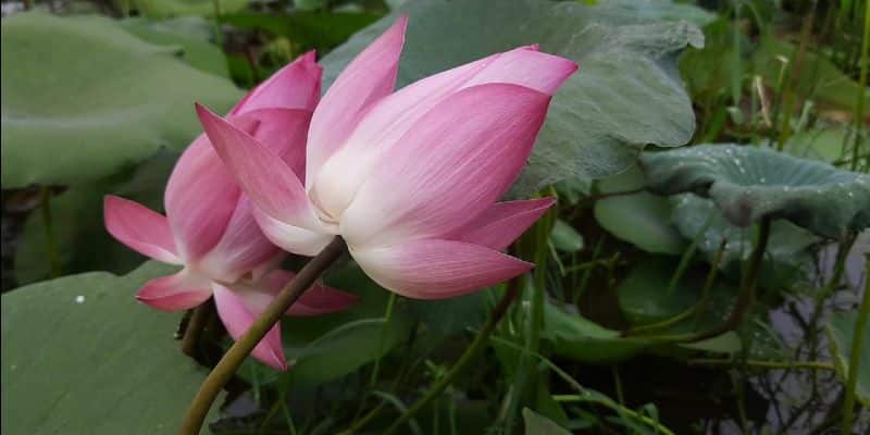 Lotus cultivators are trouble ahead of Durgapuja due Coronvirus BTG